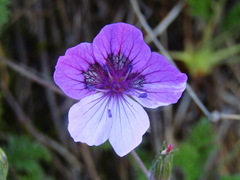 Erodium glandulosum