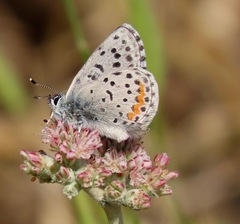 Euphilotes enoptes bayensis