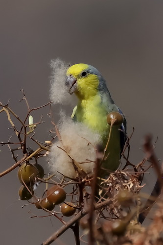 Yellow-faced Parrotlet (Forpus xanthops), photo 9
