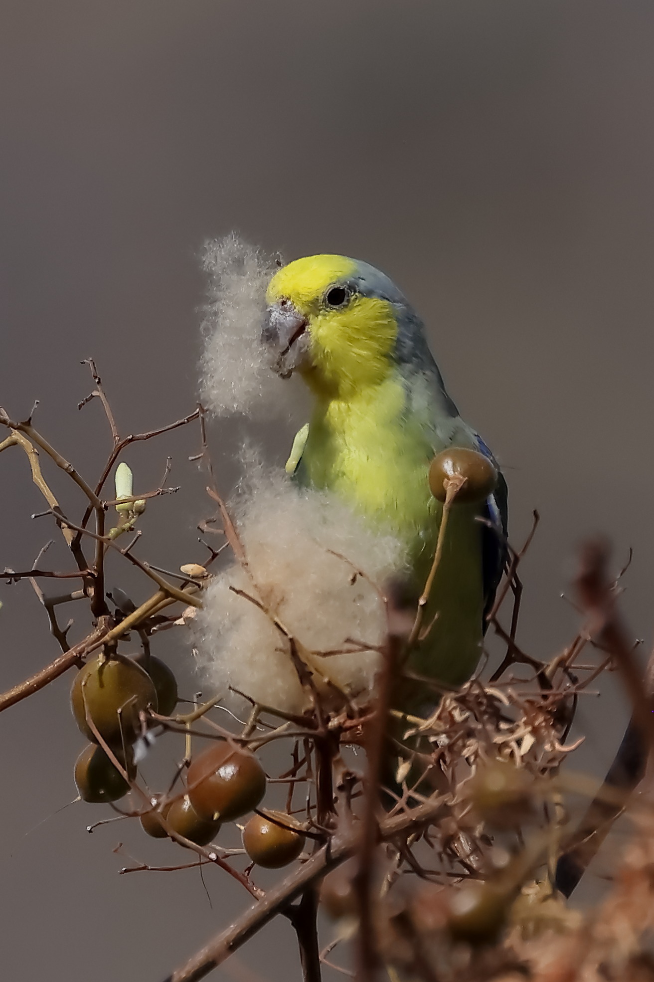 Yellow-faced Parrotlet (Forpus xanthops), photo 9