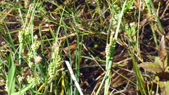 Carex garberi