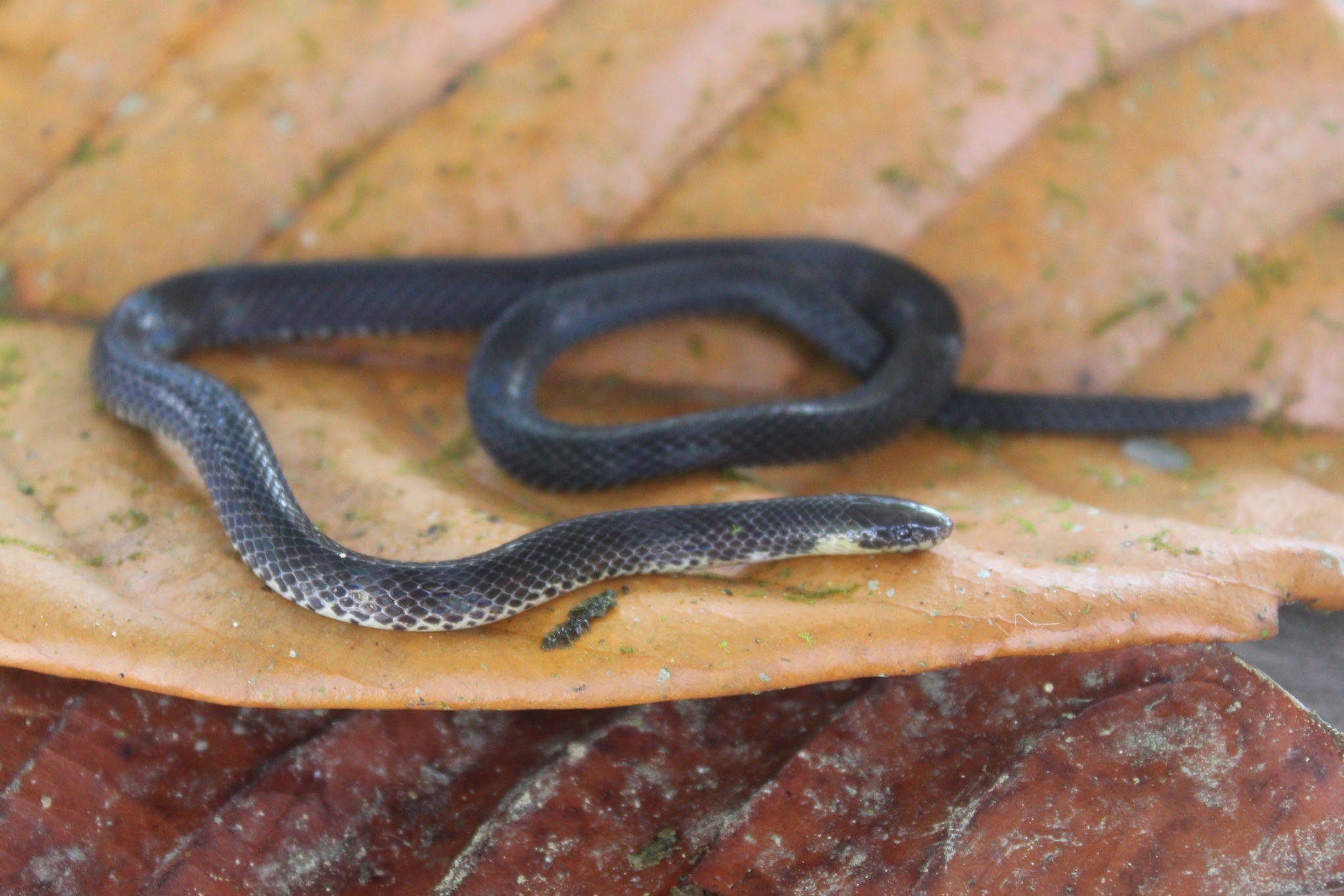 Despax's Ground Snake photo 8
