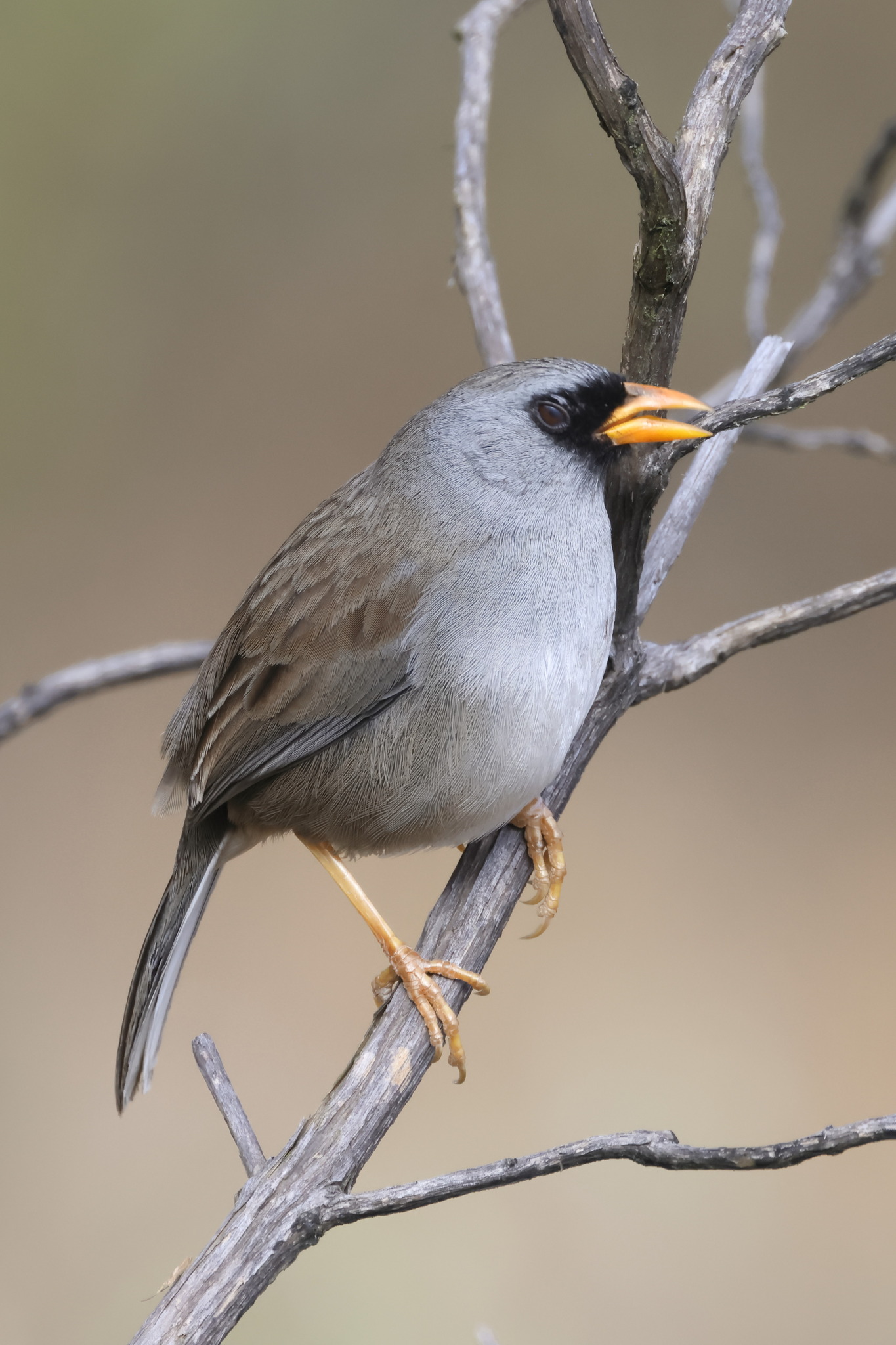 Grey-winged Inca Finch (Incaspiza ortizi), photo 6