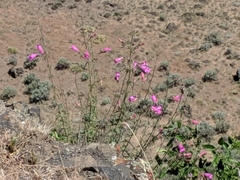 Penstemon richardsonii