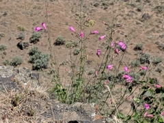 Penstemon richardsonii