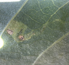 Insecta