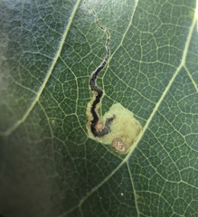 Insecta