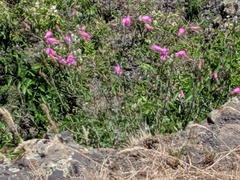 Penstemon richardsonii