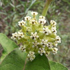 Asclepias similis