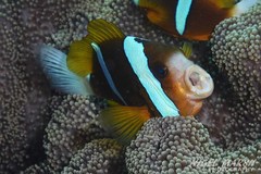 Amphiprion