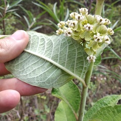 Asclepias similis