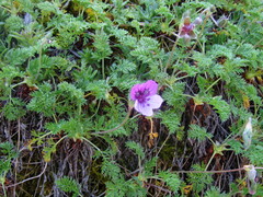 Erodium glandulosum