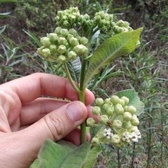 Asclepias similis