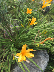 Hemerocallis