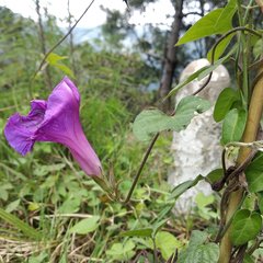 Ipomoea indica