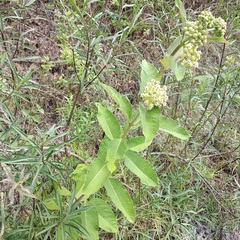 Asclepias similis