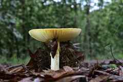 Amanita basii