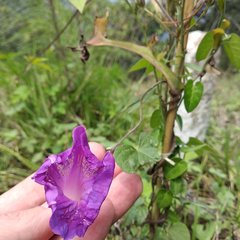 Ipomoea indica