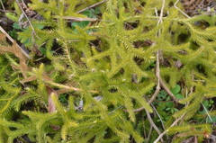 Lycopodium japonicum