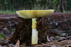 Amanita basii
