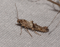 Epermenia albapunctella
