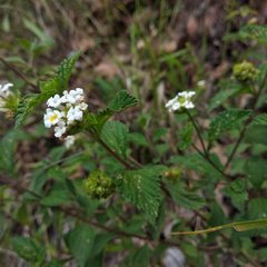 Lantana velutina