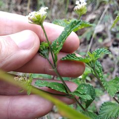 Lantana velutina