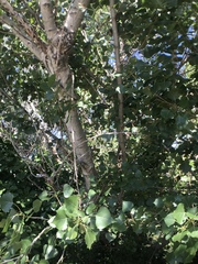 Populus fremontii