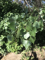 Populus fremontii