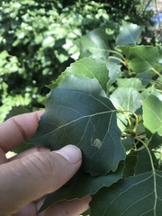 Populus fremontii