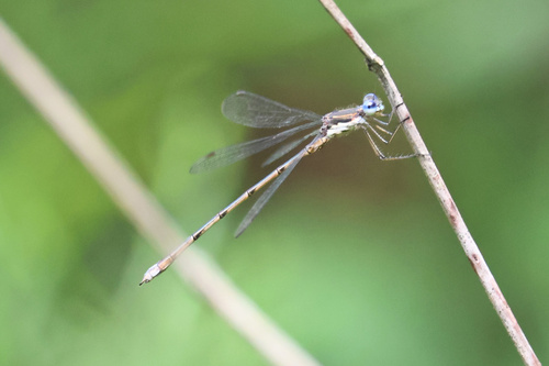 Spotted Spreadwing photo 6