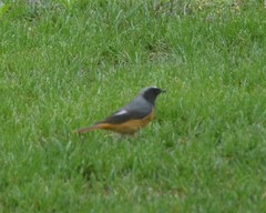 Phoenicurus hodgsoni