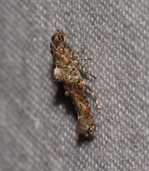Epermenia albapunctella