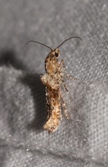 Epermenia albapunctella