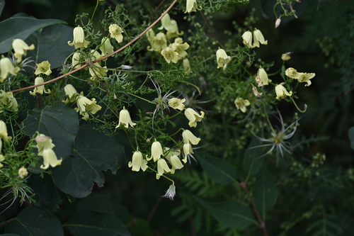 Clematis aethusifolia