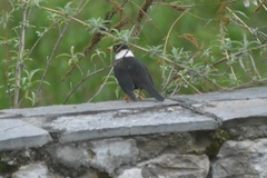 Turdus albocinctus
