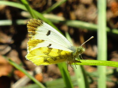 Anthocharis euphenoides