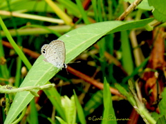 Hemiargus ceraunus astenidas
