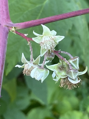 Ein weiteres Foto von Raspberry