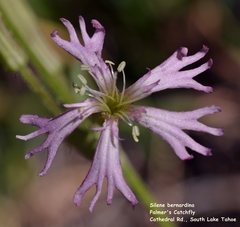 Silene occidentalis