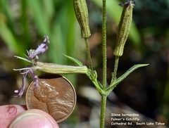 Silene occidentalis