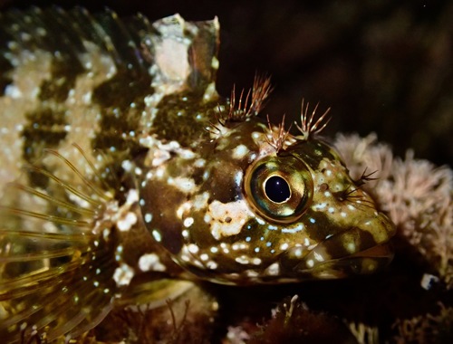 Largemouth Blenny