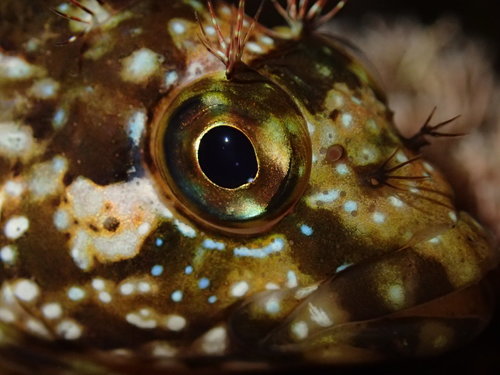 Largemouth Blenny