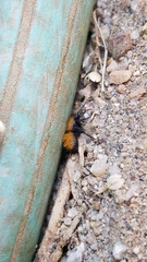 Dasymutilla atricauda