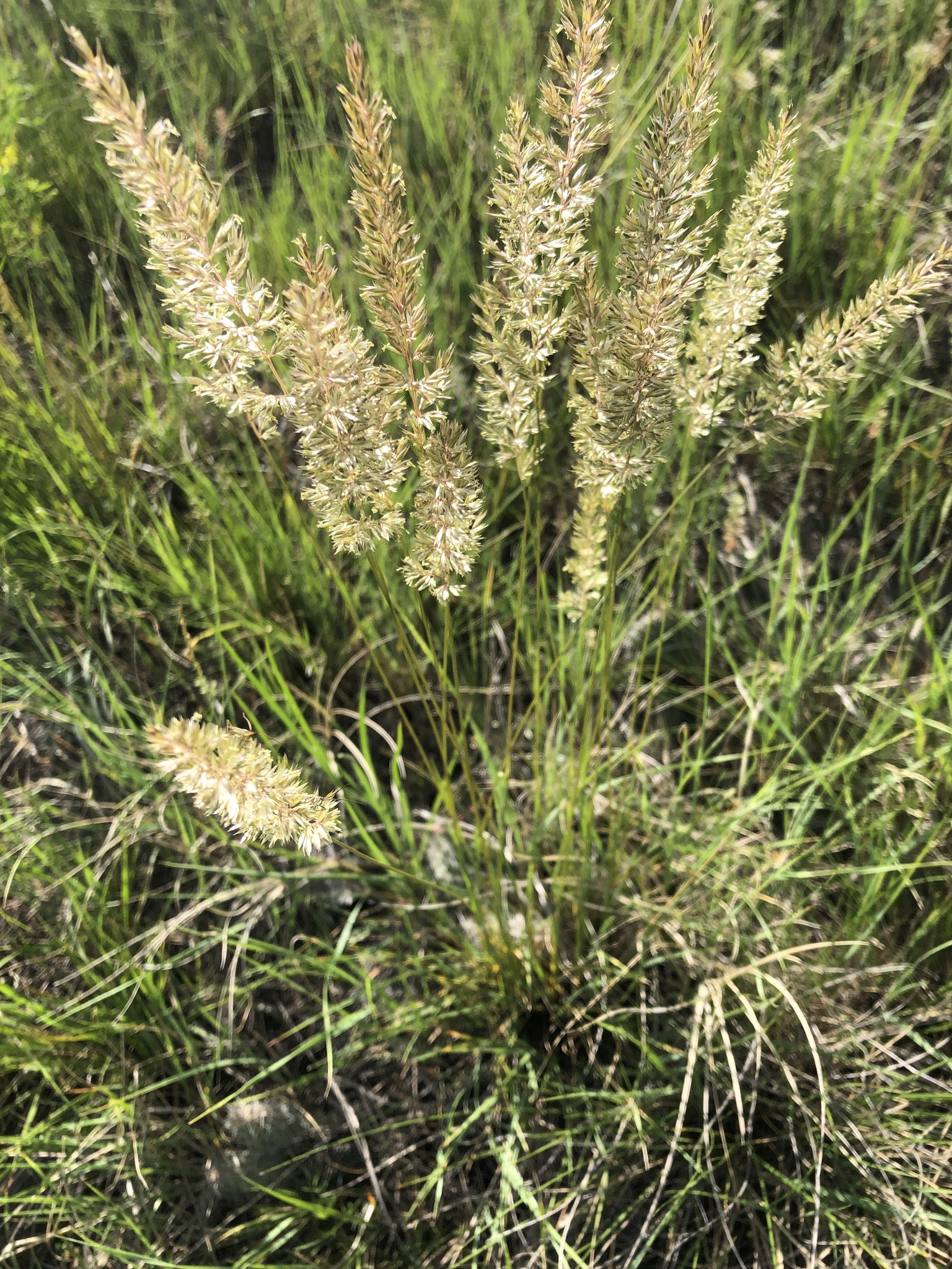 Koeleria macrantha