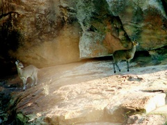 Oreotragus oreotragus transvaalensis
