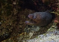 Gymnothorax mordax