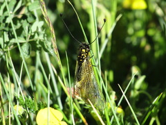 Libelloides hispanicus