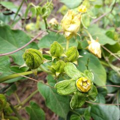 Gonolobus chloranthus