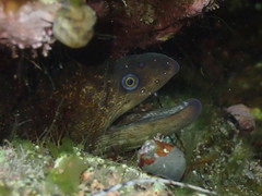 Gymnothorax mordax